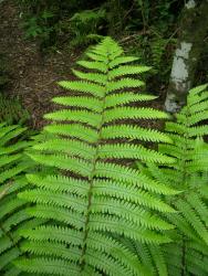 Pakau pennigera. Apical portion of mature frond showing primary pinnae divided more than halfway to costa.
 Image: L.R. Perrie © Te Papa 2005 CC BY-NC 3.0 NZ